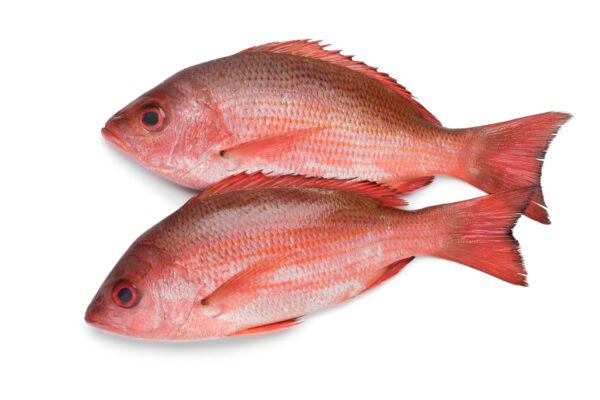 Pescado de Mar Entero y Limpio de Altamar - 7 Libras *Pargo del Alto