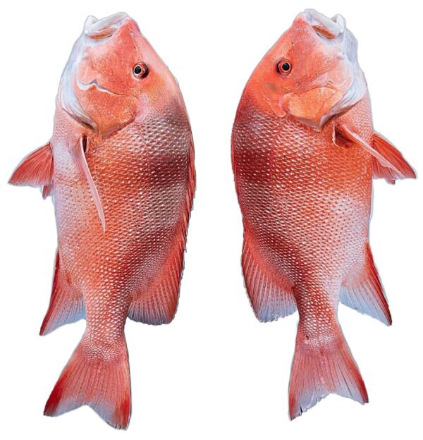Pargo Rojo de Altamar Eviscerado Listo para Asar - 10.5 libras
