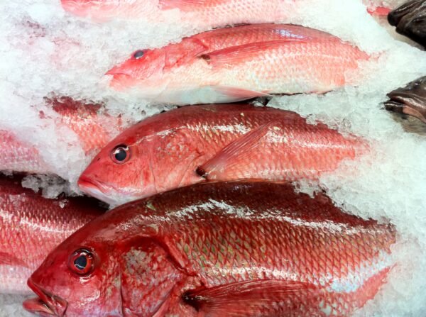 Pescado Limpio y Fresco de Altamar - 8.5 Libras (Pargo)